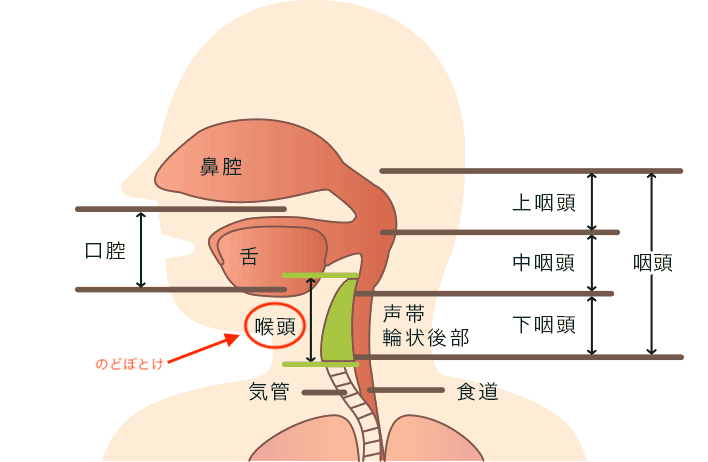 喉仏