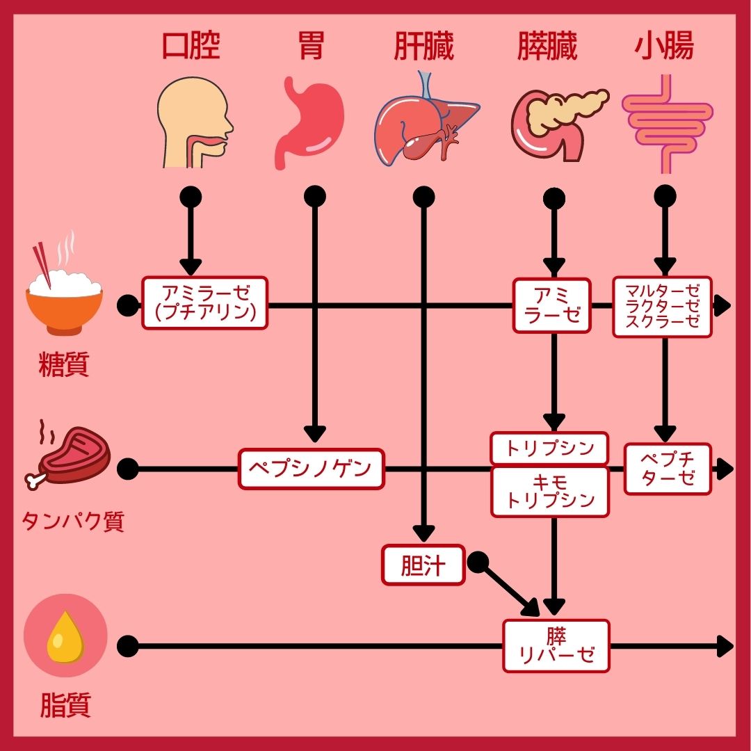 消化 酵素 の 多い 食べ物